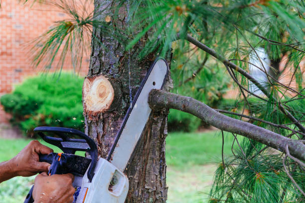 Trusted Demorest, GA Tree Removal and Landscaping Services Experts